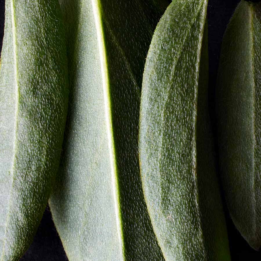 Dr. Hauschka Concealer – Natural Coverage Concealer for Touch-Ups (2,5 ml)