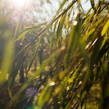 Charger l'image dans la galerie, Nettoyant Visage Weleda Naturally Clear Gel Purifiant (Unisexe)