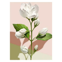 Charger l'image dans la galerie, Gel Douche Madara Infusion Blanc (300 ml)