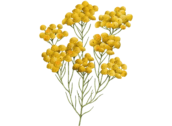 Anti-Ageing Serum Immortelle Divine L'occitane (30 ml) - Lindkart