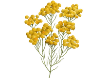 Afbeelding in Gallery-weergave laden, Anti-Ageing Serum Immortelle Divine L'occitane (30 ml) - Lindkart