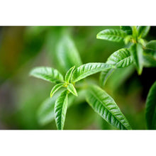 Load image into Gallery viewer, Perfumed Shower Gel L'Occitane En Provence Verbena (250 ml)
